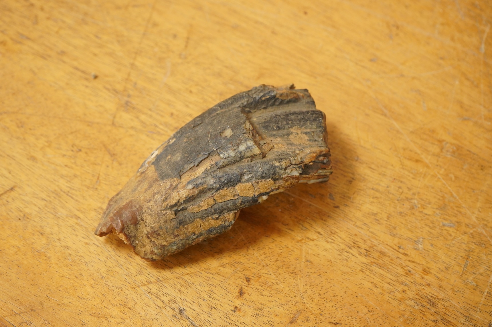A selection of Natural History specimens to include a mammoth tooth, mammoth tusk fragments, mammoth toe bone, Megalodon tooth and a fish fossil in matrix, contained within an ebonised display cabinet